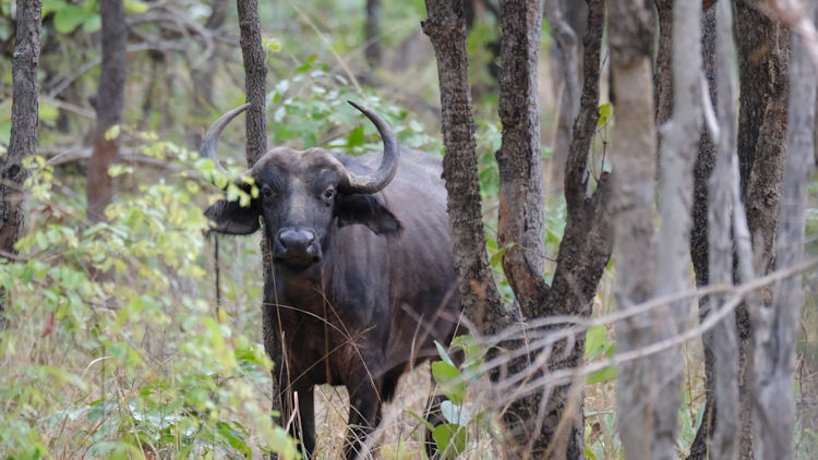 Lolelunga Private Reserve